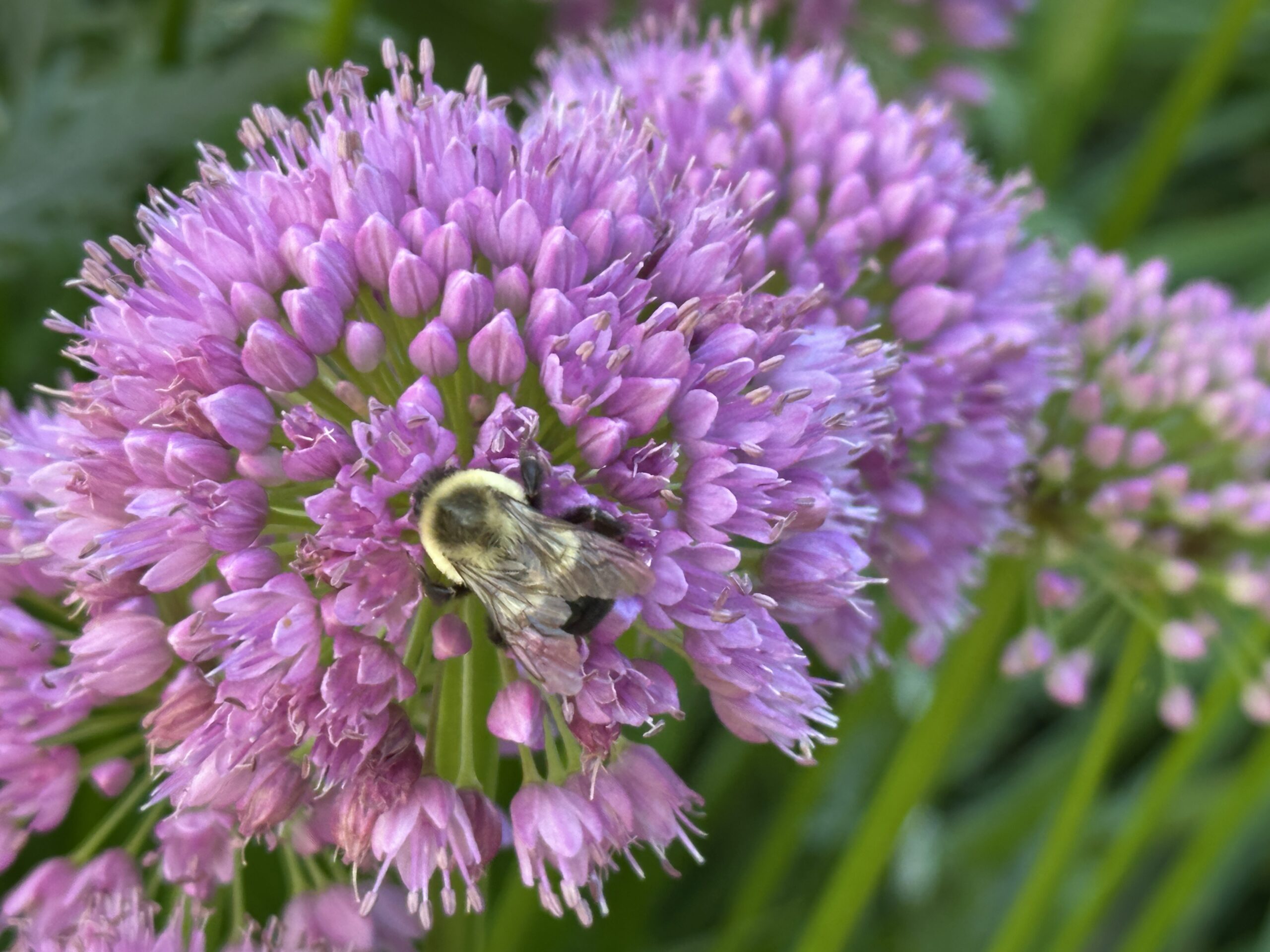 Discovering resources with somatic therapy like a bee finding pollen.