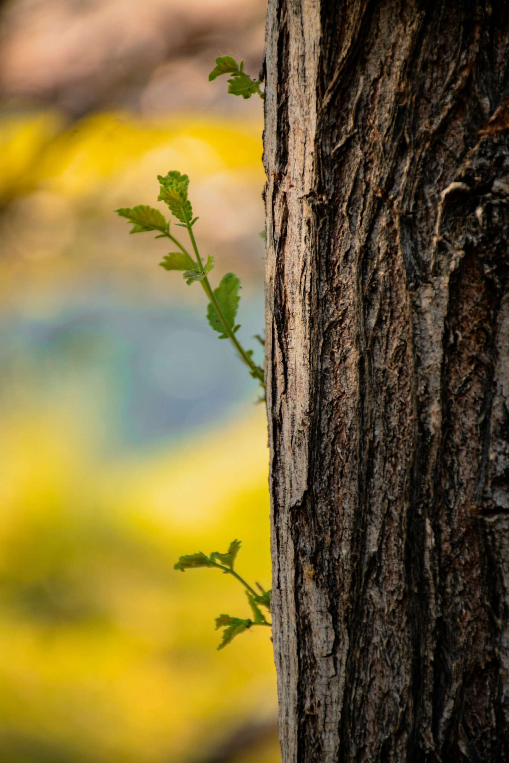 New growth emerging from tree representing growth in somatic thearpy.