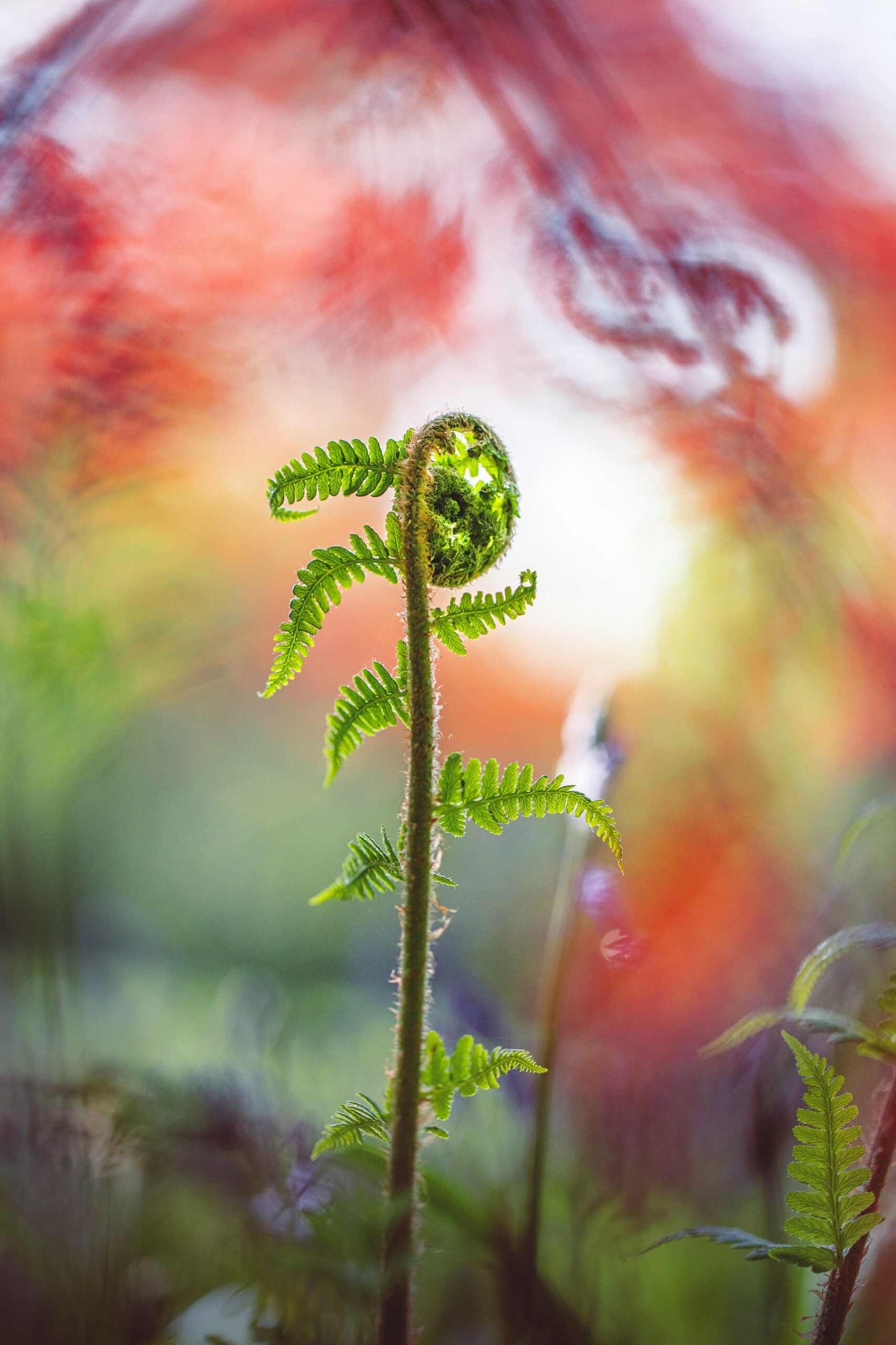 A fern unfurling, reflecting change through experience.