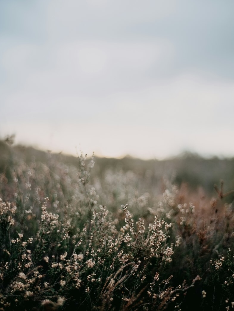 Bush with flowers and light blue sky. Representing calm and growth.