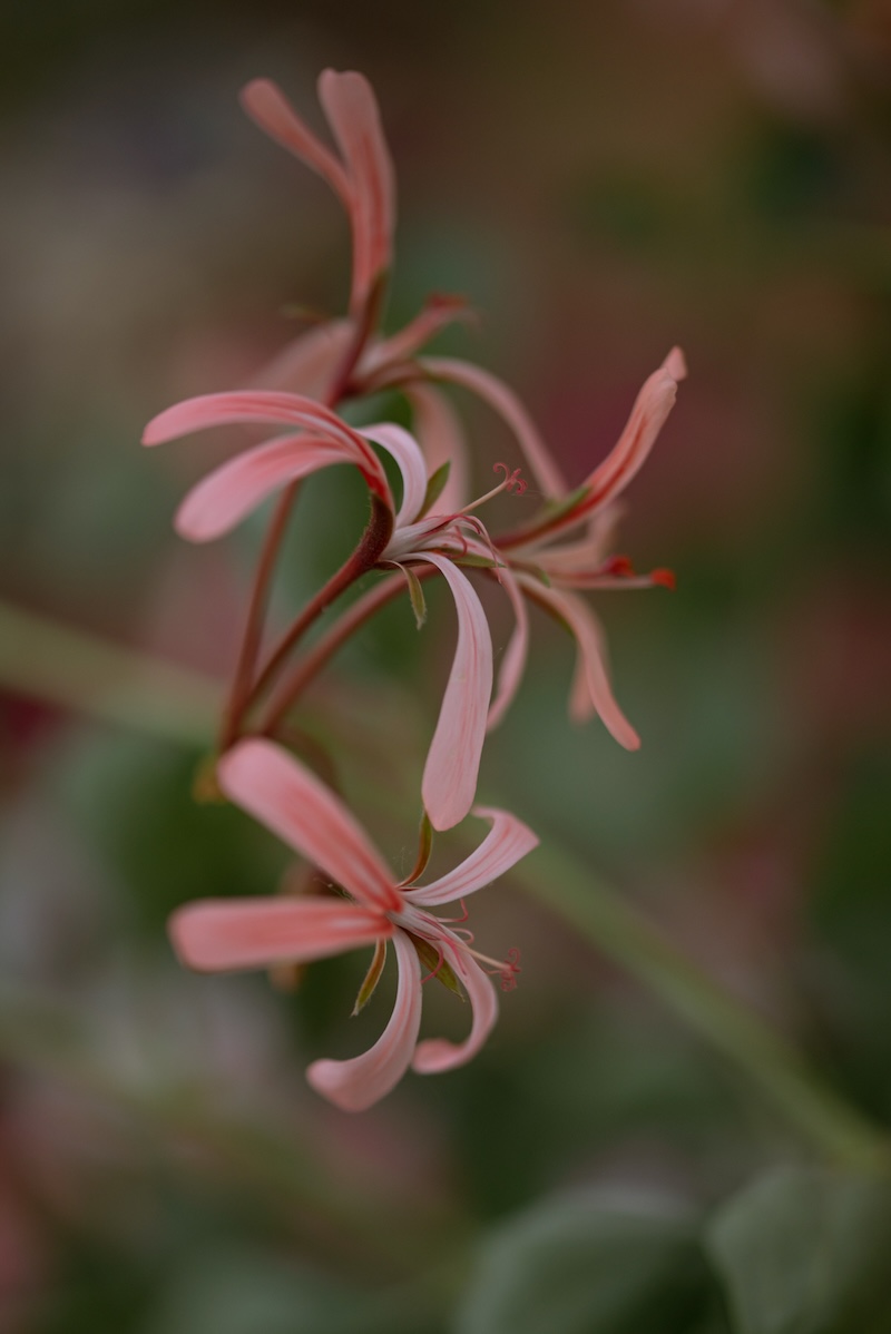 Pink flowers. Representing growth and change.