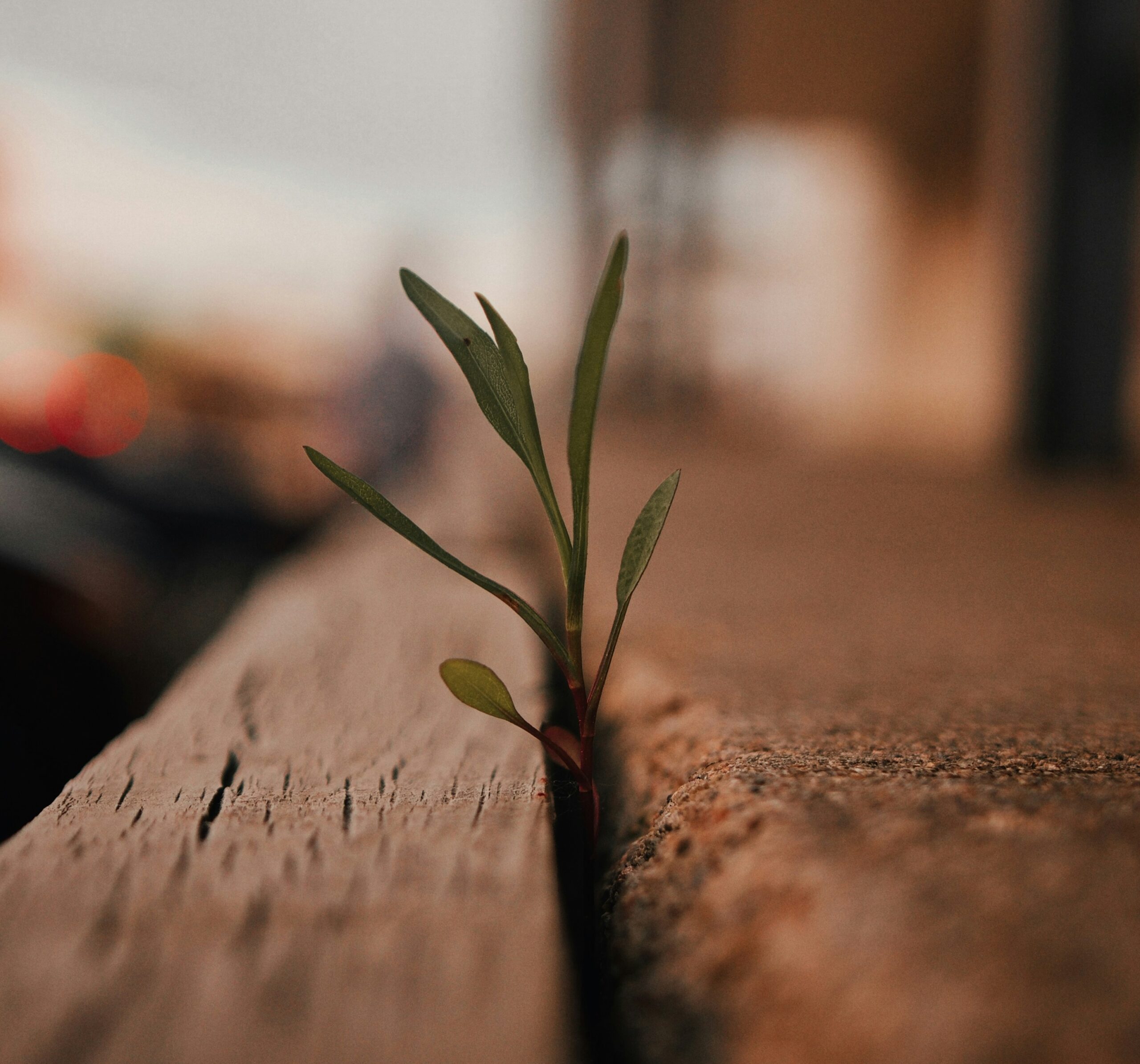 Plant sprout emerging from crack representing new growth.