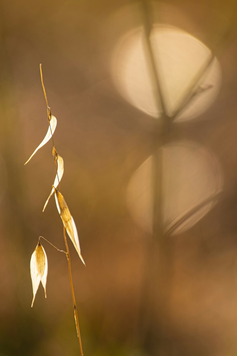 Tan leaves with sun and shadow. Representing calm and regulation.