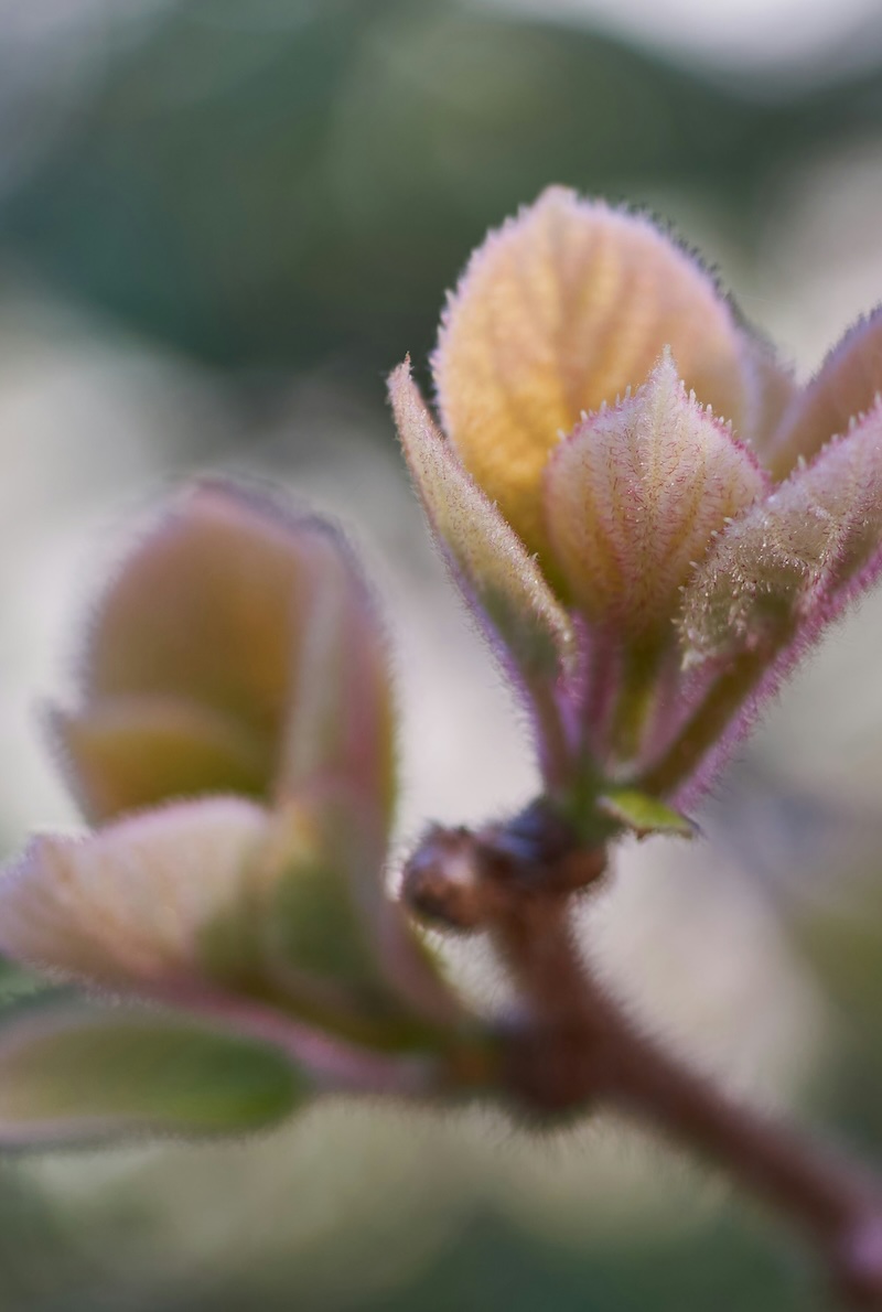 Blossom opening in spring with feeling of new growth and possibility.