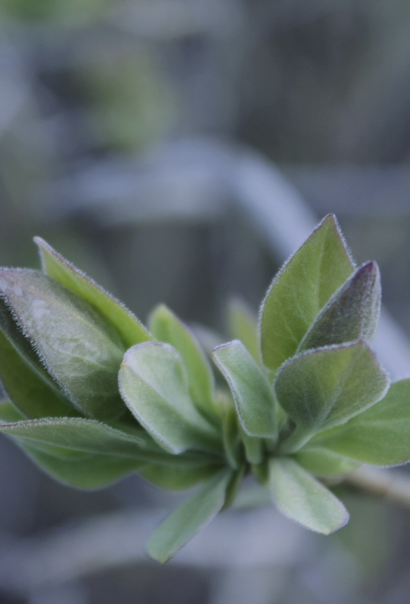 Green leaves emerging in spring creating a feeling of new growth and possibility.