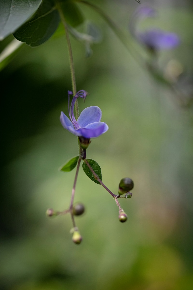 Purple flower dangling from branch in spring, creating sense of renewal and possibility.