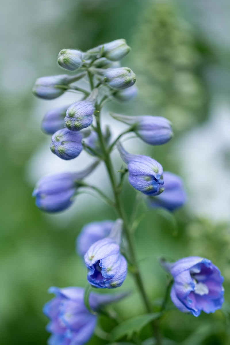 Purple flowers on stalk in spring beginning to open, creating feeling of renewal.