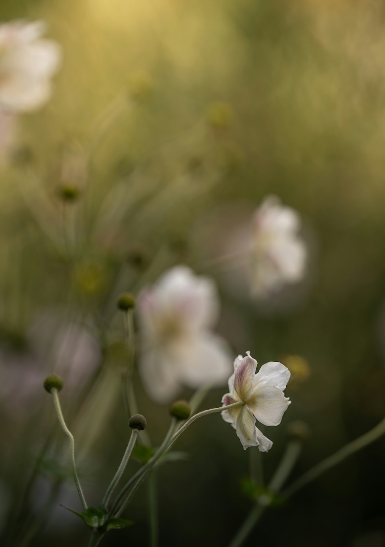 White flowers in nature in the Berkshires, MA.